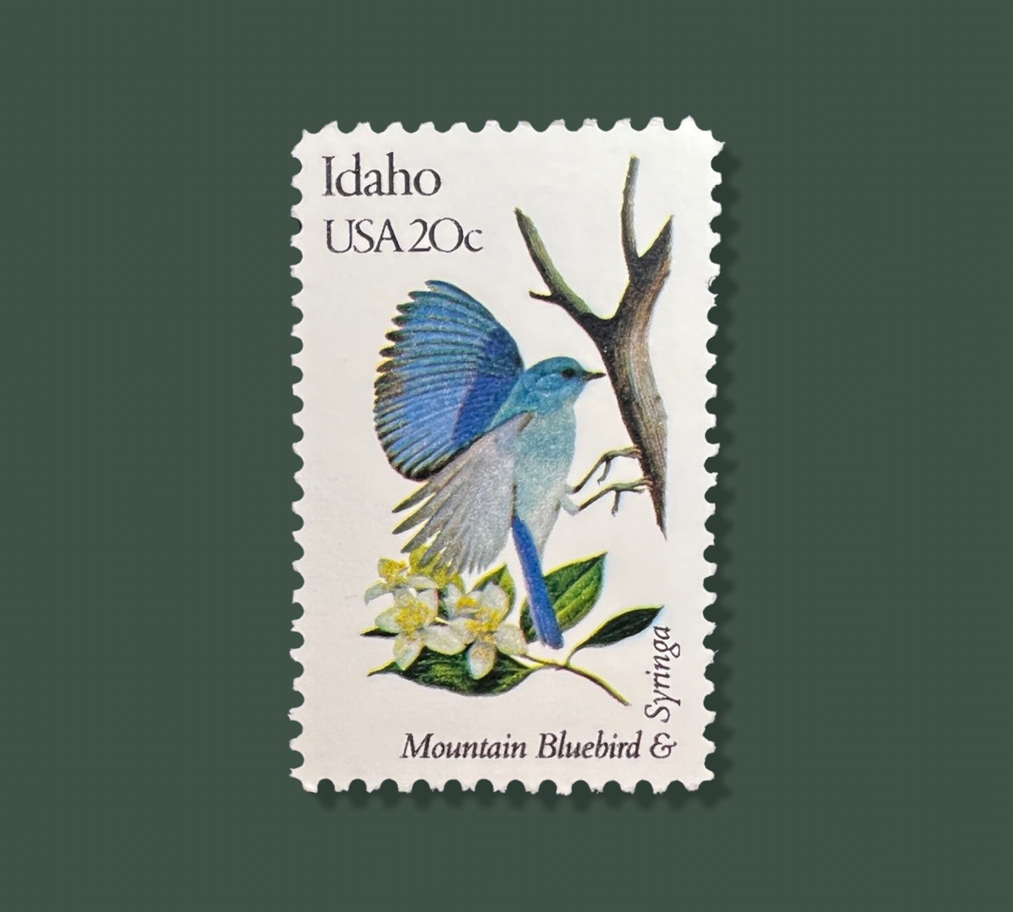 25 Vintage Idaho State Flower & Bird Stamps -  Boise/Meridian USPS Stamp - Syringa Postage Stamp
